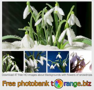 images free photo bank tOrange offers free photos from the section: backgrounds-flowers-snowdrops