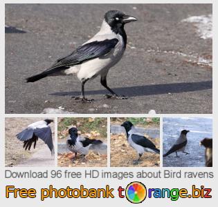 images free photo bank tOrange offers free photos from the section: bird-ravens