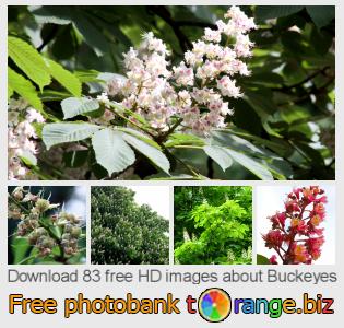 images free photo bank tOrange offers free photos from the section:  buckeyes