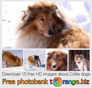 images free photo bank tOrange offers free photos from the section: collie-dogs