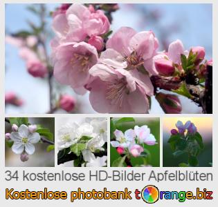 Bilddatenbank tOrange bietet kostenlosen Fotos aus dem Bereich: apfelblüten