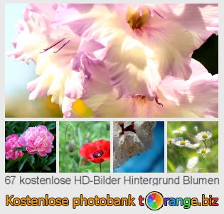 Bilddatenbank tOrange bietet kostenlosen Fotos aus dem Bereich: hintergrund-blumen