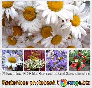 Bilddatenbank tOrange bietet kostenlosen Fotos aus dem Bereich:  blumenstrauß-mit-gänseblümchen