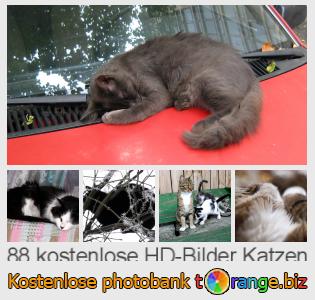 Bilddatenbank tOrange bietet kostenlosen Fotos aus dem Bereich: katzen