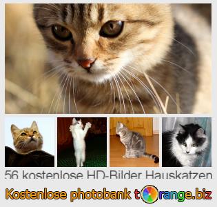 Bilddatenbank tOrange bietet kostenlosen Fotos aus dem Bereich: hauskatzen