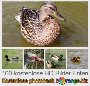 Bilddatenbank tOrange bietet kostenlosen Fotos aus dem Bereich:  enten