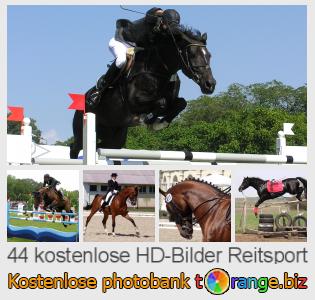 Bilddatenbank tOrange bietet kostenlosen Fotos aus dem Bereich: reitsport