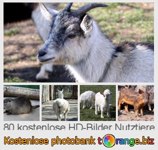 Bilddatenbank tOrange bietet kostenlosen Fotos aus dem Bereich:  nutztiere