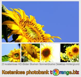 Bilddatenbank tOrange bietet kostenlosen Fotos aus dem Bereich: blumen-sonnenblume-desktop-hintergrund