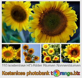 Bilddatenbank tOrange bietet kostenlosen Fotos aus dem Bereich: blumen-sonnenblumen