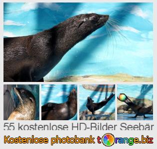 Bilddatenbank tOrange bietet kostenlosen Fotos aus dem Bereich:  seebär