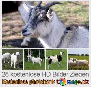 Bilddatenbank tOrange bietet kostenlosen Fotos aus dem Bereich:  ziegen