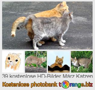 Bilddatenbank tOrange bietet kostenlosen Fotos aus dem Bereich:  märz-katzen
