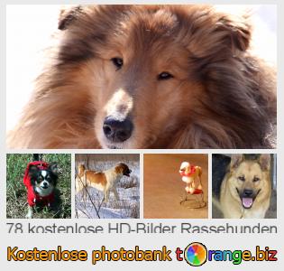 Bilddatenbank tOrange bietet kostenlosen Fotos aus dem Bereich:  rassehunden