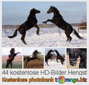 Bilddatenbank tOrange bietet kostenlosen Fotos aus dem Bereich: hengst