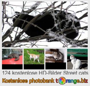Bilddatenbank tOrange bietet kostenlosen Fotos aus dem Bereich: straßenkatzen