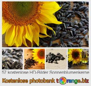 Bilddatenbank tOrange bietet kostenlosen Fotos aus dem Bereich: sonnenblumenkerne