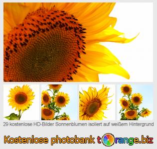 Bilddatenbank tOrange bietet kostenlosen Fotos aus dem Bereich: sonnenblumen-isoliert-auf-weißem-hintergrund