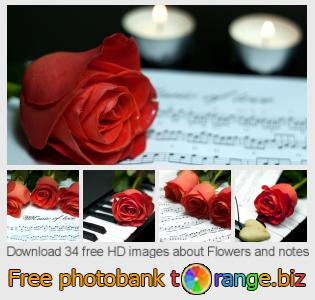 images free photo bank tOrange offers free photos from the section: flowers-notes