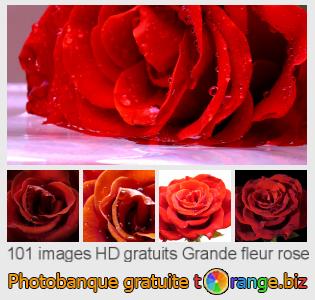 Banque d'images tOrange offre des photos libres de la section: grande-fleur-rose