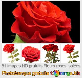 Banque d'images tOrange offre des photos libres de la section: fleurs-roses-isolées
