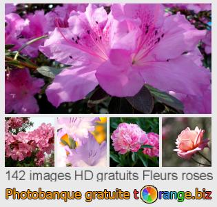 Banque d'images tOrange offre des photos libres de la section: fleurs-roses