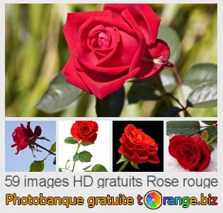 Banque d'images tOrange offre des photos libres de la section: rose-rouge