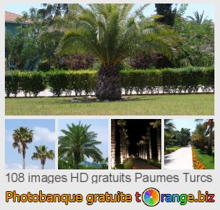 Banque d'images tOrange offre des photos libres de la section:  paumes-turcs
