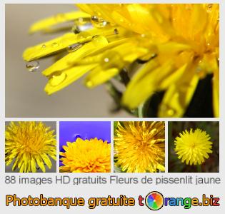 Banque d'images tOrange offre des photos libres de la section: fleurs-de-pissenlit-jaune