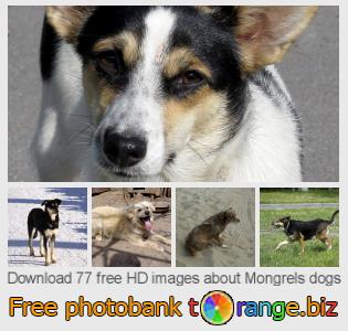 images free photo bank tOrange offers free photos from the section:  mongrels-dogs