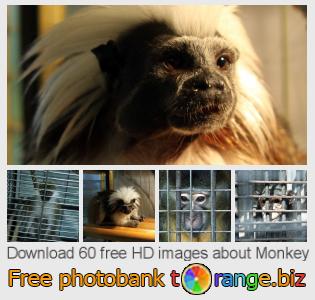images free photo bank tOrange offers free photos from the section:  monkey