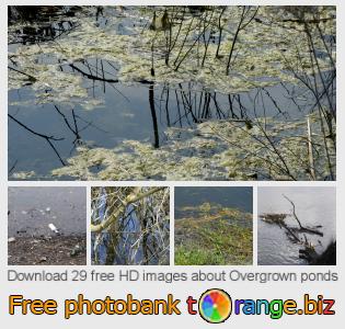 images free photo bank tOrange offers free photos from the section: overgrown-ponds