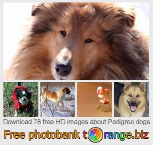 images free photo bank tOrange offers free photos from the section: pedigree-dogs