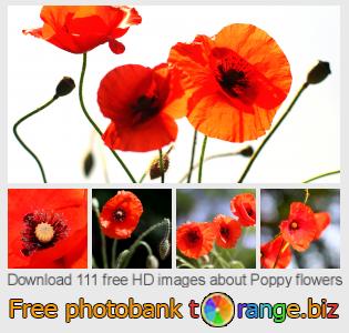 images free photo bank tOrange offers free photos from the section:  poppy-flowers
