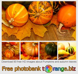 images free photo bank tOrange offers free photos from the section: pumpkins-autumn-leaves