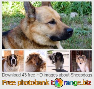 images free photo bank tOrange offers free photos from the section: sheepdogs