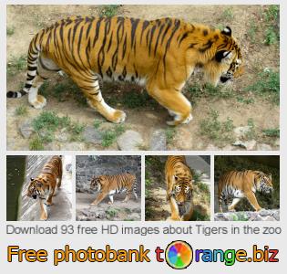 images free photo bank tOrange offers free photos from the section: tigers-zoo