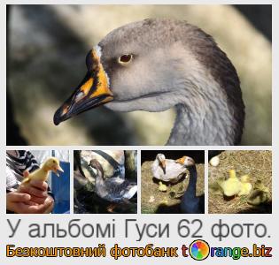 Фотобанк tOrange пропонує безкоштовні фото з розділу:  гуси