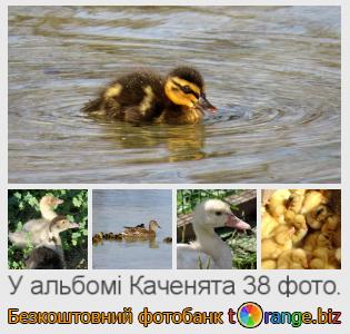 Фотобанк tOrange пропонує безкоштовні фото з розділу:  каченята
