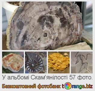 Фотобанк tOrange пропонує безкоштовні фото з розділу:  скамянілості