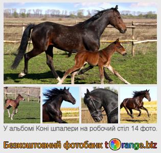 Фотобанк tOrange пропонує безкоштовні фото з розділу: коні-шпалери-на-робочий-стіл