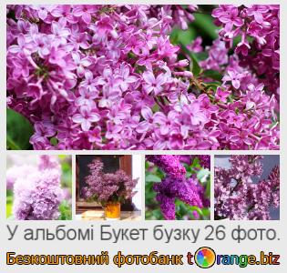 Фотобанк tOrange пропонує безкоштовні фото з розділу:  букет-бузку