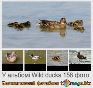 Фотобанк tOrange пропонує безкоштовні фото з розділу:  дикі-качки