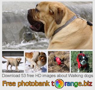 images free photo bank tOrange offers free photos from the section:  walking-dogs