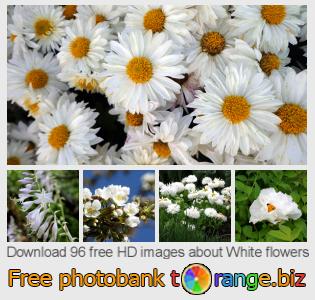 images free photo bank tOrange offers free photos from the section: white-flowers