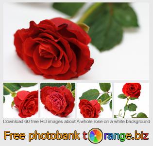 images free photo bank tOrange offers free photos from the section: whole-rose-white-background