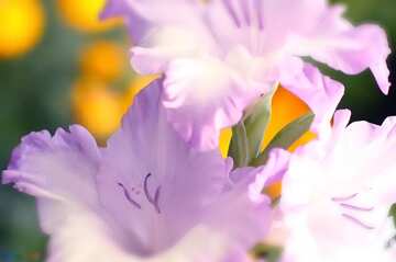 FX №656 The best image. Beautiful flowers for congratulations.