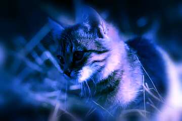 FX №105295 Cat blue