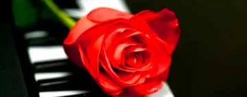 FX №13485 Обложка. Картинки любовь..