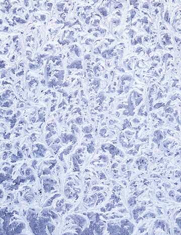 FX №139173 Frozen window    